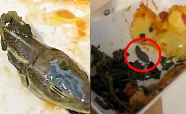 Video Viral: వామ్మో.. విమానంలో భోజనం.. ప్లేట్లో పాము తల.. Video Viral: వామ్మో.. విమానంలో భోజనం.. ప్లేట్లో పాము తల..