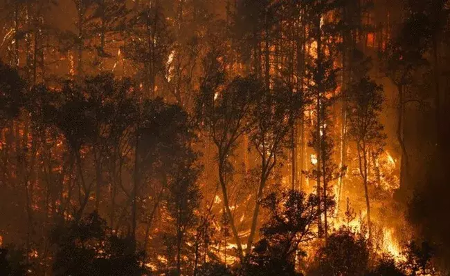 California: కాలిఫోర్నియాలో ఆగని కార్చిచ్చు.. 21వేల హెక్టార్లలో అడవులు దగ్ధం..