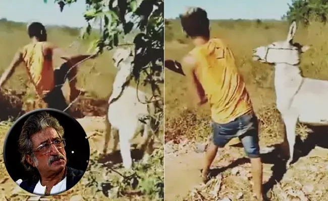 viral video: ఖర్మ ఫలితం..గాడిద చేతిలో చావు దెబ్బలు.. బాలీవుడ్ నటుడు శక్తి కపూర్ షేర్ చేసిన వీడియో వైరల్