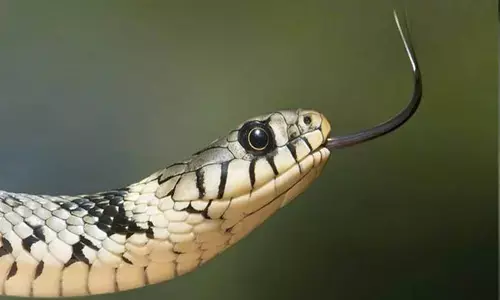 Snake Bite: పాము కరిచి అన్న మృతి.. అంత్యక్రియలకు వచ్చిన తమ్ముడు కూడా పాము కాటుకు బలి