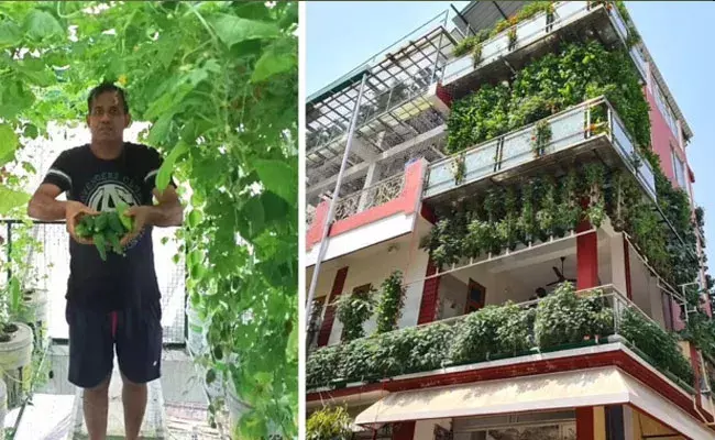 Hydroponic Farming: జర్నలిస్ట్ ఉద్యోగాన్ని వదిలి హైడ్రోపోనిక్ ఫార్మింగ్.. ఏడాదికి రూ.70 లక్షల ఆదాయం Hydroponic Farming: జర్నలిస్ట్ ఉద్యోగాన్ని వదిలి హైడ్రోపోనిక్ ఫార్మింగ్.. ఏడాదికి రూ.70 లక్షల ఆదాయం