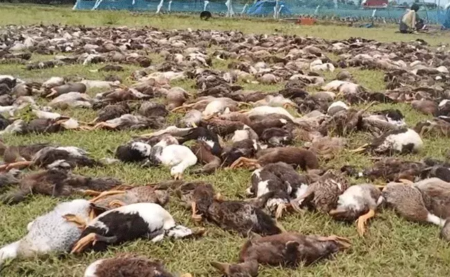 Tirupati: తిరుపతి జిల్లాలో ఘటన.. దాదాపు పదివేల బాతులు మృతి..