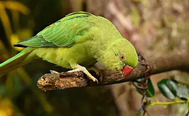 Parrot: పక్కింటోళ్ల చిలుక పడుకోనివ్వట్లేదు.. 72 ఏళ్ల వృద్ధుడు పోలీస్ కంప్లైంట్ Parrot: పక్కింటోళ్ల చిలుక పడుకోనివ్వట్లేదు.. 72 ఏళ్ల వృద్ధుడు పోలీస్ కంప్లైంట్
