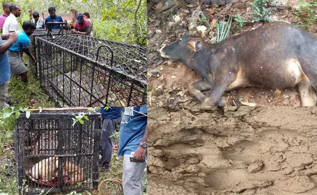 Bengal Tiger : అనకాపల్లిని వణికిస్తున్న బెంగాల్ టైగర్.. Bengal Tiger : అనకాపల్లిని వణికిస్తున్న బెంగాల్ టైగర్..