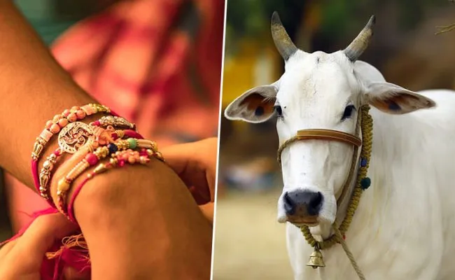 Raksha Bandhan 2022: ఆవు పేడతో రాఖీలు.. అమెరికా, మారిషస్‌ నుంచి 60 వేల ఆర్డర్లు..