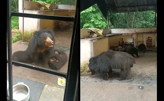 Srikakulam : ఫాస్ట్‌ఫుడ్ సెంటర్‌లో ఎలుగుబంటి హల్‌చల్..