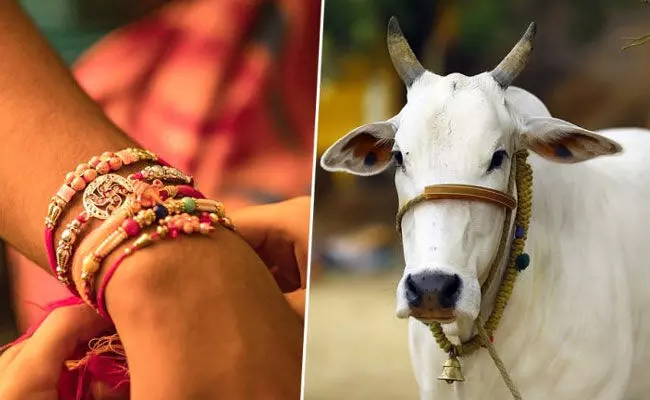 Raksha Bandhan 2022: ఆవు పేడతో రాఖీలు.. అమెరికా, మారిషస్ నుంచి 60 వేల ఆర్డర్లు.. Raksha Bandhan 2022: ఆవు పేడతో రాఖీలు.. అమెరికా, మారిషస్ నుంచి 60 వేల ఆర్డర్లు..