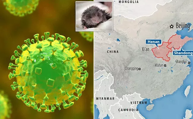 Langya Virus : చైనాలో మరో కొత్త వైరస్.. లాంగ్యా హెనిపా.. ఎలాంటి లక్షణాలు ఉంటాయంటే..? Langya Virus : చైనాలో మరో కొత్త వైరస్.. లాంగ్యా హెనిపా.. ఎలాంటి లక్షణాలు ఉంటాయంటే..?