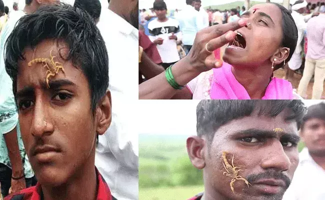 Scorpion Festival : అక్కడ తేళ్లతో పండగ చేసుకుంటారు..