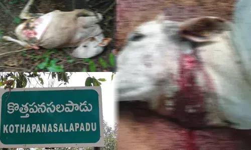 Vizianagaram Bengal Tiger : కంటిమీద కునుకు లేకుండా చేస్తున్న బెంగాల్ టైగర్..