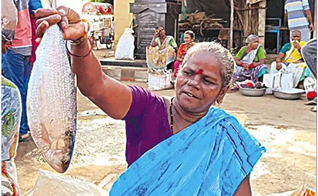 Pulasa Fish: యమ్మీ పులస.. ఎంతో తెలుసా.. వేలం పాటలో.. Pulasa Fish: యమ్మీ పులస.. ఎంతో తెలుసా.. వేలం పాటలో..