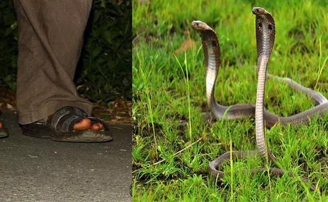 Karnataka: పగబట్టిన పాము.. ఆ కుటుంబంలో 12 మంది.. Karnataka: పగబట్టిన పాము.. ఆ కుటుంబంలో 12 మంది..