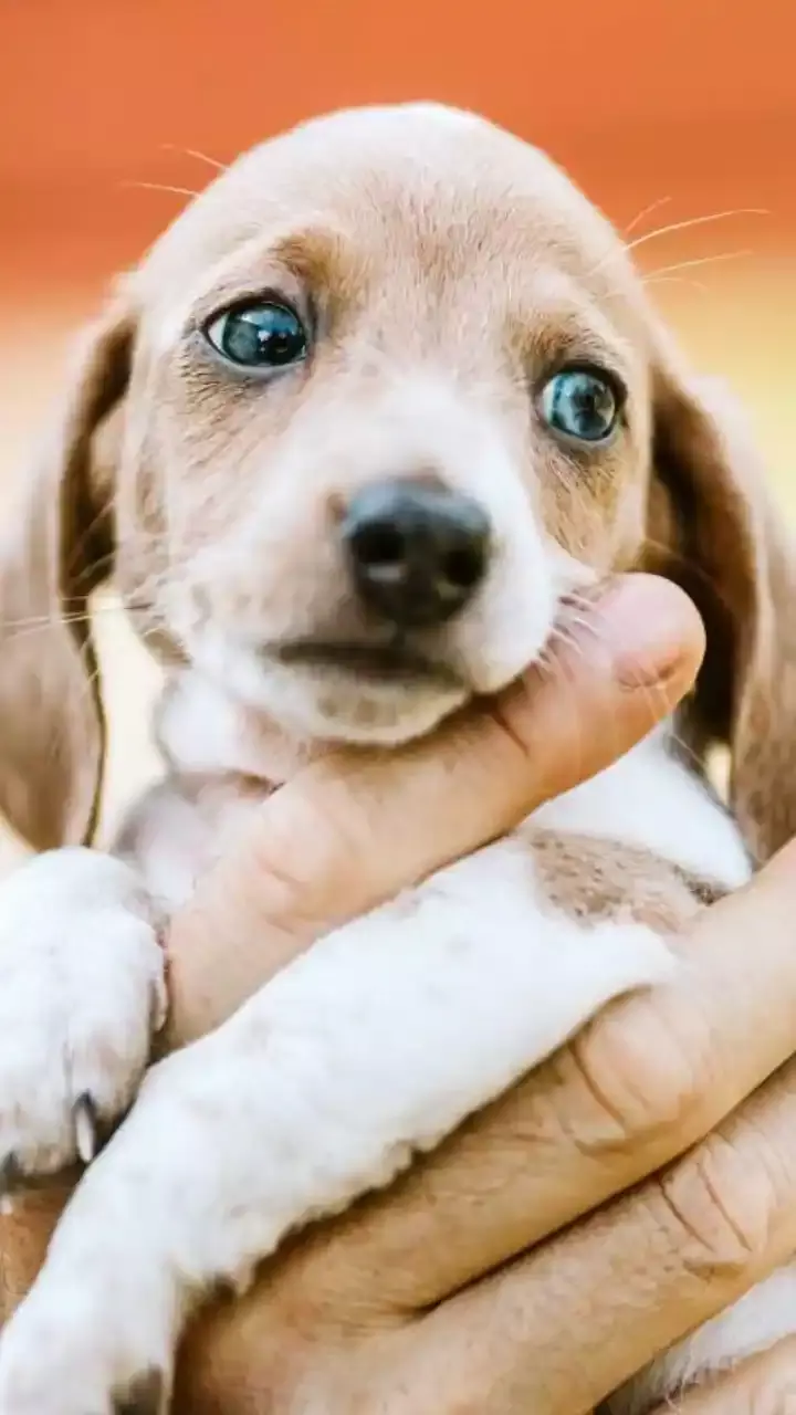 International Dog Day: ఇండియాలోని అరుదైన డాగ్ బ్రీడ్స్‌పై ఓ లుక్కేయండి