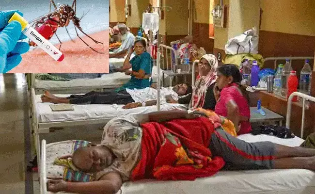 Dengue In Telangana : రాష్ట్రంలో పెరిగిపోతున్న డెంగ్యూ జ్వరాలు.. Dengue In Telangana : రాష్ట్రంలో పెరిగిపోతున్న డెంగ్యూ జ్వరాలు..