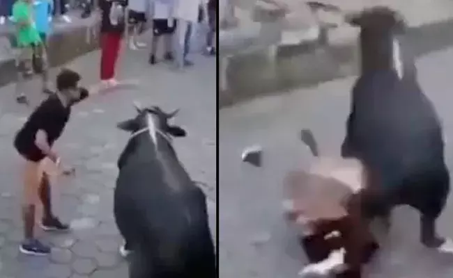 Viral Video: ఎద్దుతో పెట్టుకున్నందుకు.. ఏం చేసిందో చూడండి.. వీడియో వైరల్