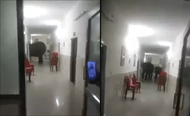 Elephants Army Hospital : అద్దాలు పగులగొట్టి ఆసుపత్రిలోకి ఏనుగుల ఎంట్రీ.. Elephants Army Hospital : అద్దాలు పగులగొట్టి ఆసుపత్రిలోకి ఏనుగుల ఎంట్రీ..
