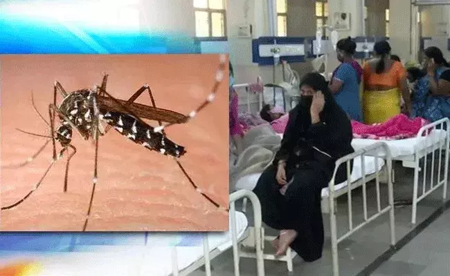 Telangana Dengue : తెలంగాణకు డెంగ్యూ ఫీవర్.. ఆందోళనకరంగా కేసులు.. Telangana Dengue : తెలంగాణకు డెంగ్యూ ఫీవర్.. ఆందోళనకరంగా కేసులు..