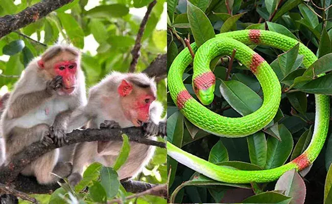 Kerala Police: పోలీసుల ఐడియా బాగా పనిచేసింది.. మంకీలు మళ్లీ రాలేదు..