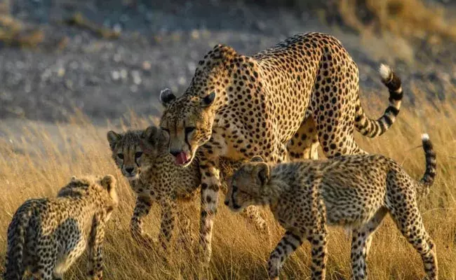 Namibia Cheeta: మోదీ బర్త్డే స్పెషల్.. నమీబియా చిరుతలు ఇండియాకు.. Namibia Cheeta: మోదీ బర్త్డే స్పెషల్.. నమీబియా చిరుతలు ఇండియాకు..