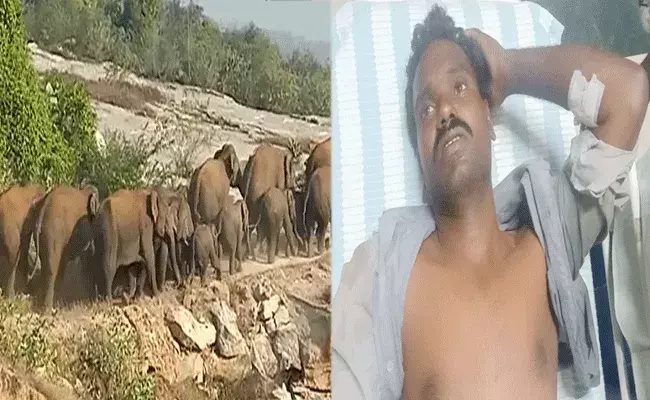 Chittoor : చిత్తూరు జిల్లాలో ఏనుగుల గుంపు హల్‌చల్..