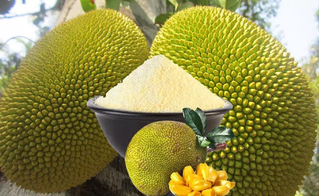Jack Fruit Powder: పనసపొట్టుతో షుగర్ కు చెక్? Jack Fruit Powder: పనసపొట్టుతో షుగర్ కు చెక్?