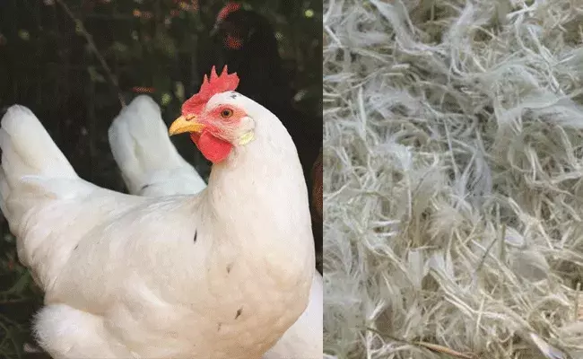 Chicken Feathers: బావుందయ్యా బిజినెస్.. కోడి ఈకలతో వ్యాపారం.. కోట్లలో టర్నోవర్..
