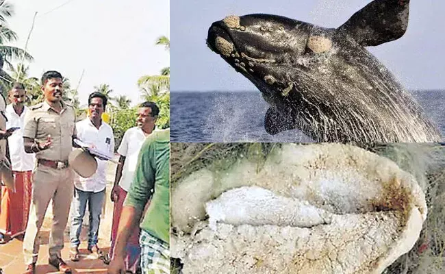 Whale Ambergris: వలలో చిక్కిన తిమింగలం లాలాజలం.. దాని విలువ రూ.50 కోట్లు.. Whale Ambergris: వలలో చిక్కిన తిమింగలం లాలాజలం.. దాని విలువ రూ.50 కోట్లు..