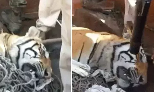 Bihar : ఆపరేషన్ టైగర్.. తొమ్మిది మందిని చంపిన పులి..