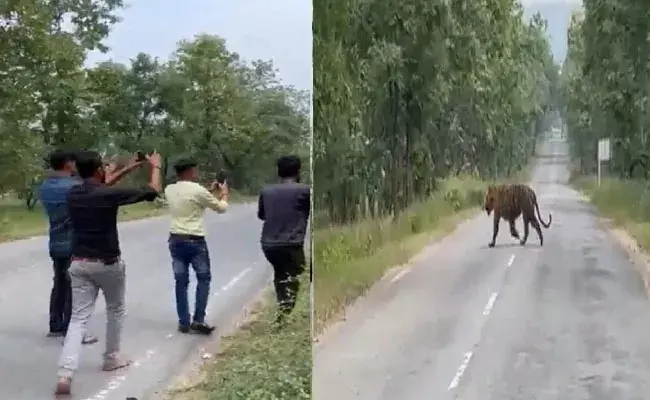 Video Viral: పిచ్చి పీక్స్.. పులితో సెల్ఫీ..