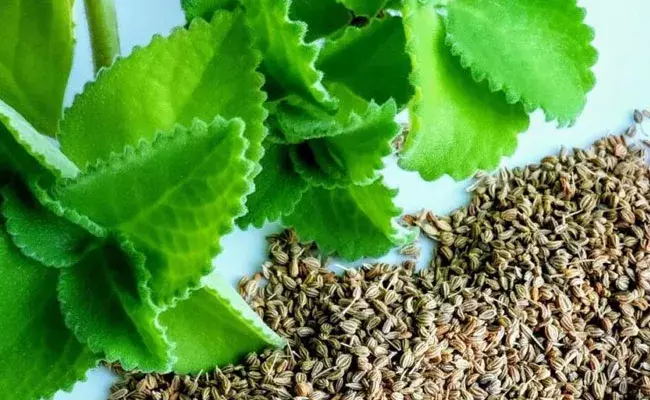 Benefits Of Ajwain Leaves: ఆరోగ్యం, ఔషధం.. వాము ఆకుతో ఎన్నో ప్రయోజనాలు.. Benefits Of Ajwain Leaves: ఆరోగ్యం, ఔషధం.. వాము ఆకుతో ఎన్నో ప్రయోజనాలు..
