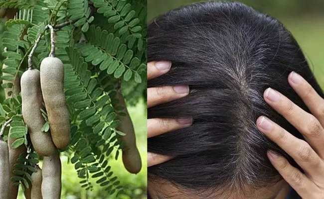Tamarind Leaves: చింత ఆకులతో వెంట్రుకలు ఆరోగ్యంగా.. తెల్ల జుట్టుకు చెక్.. Tamarind Leaves: చింత ఆకులతో వెంట్రుకలు ఆరోగ్యంగా.. తెల్ల జుట్టుకు చెక్..