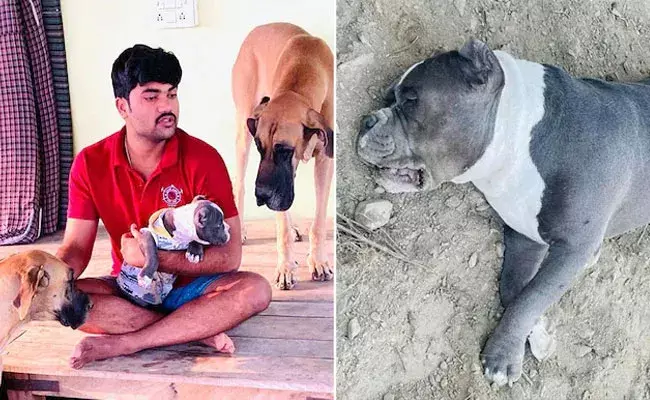 Uttar Pradesh: ప్రేమగా పెంచుకున్న శునకం.. యజమాని కోసం ప్రాణాలర్పించింది.. Uttar Pradesh: ప్రేమగా పెంచుకున్న శునకం.. యజమాని కోసం ప్రాణాలర్పించింది..