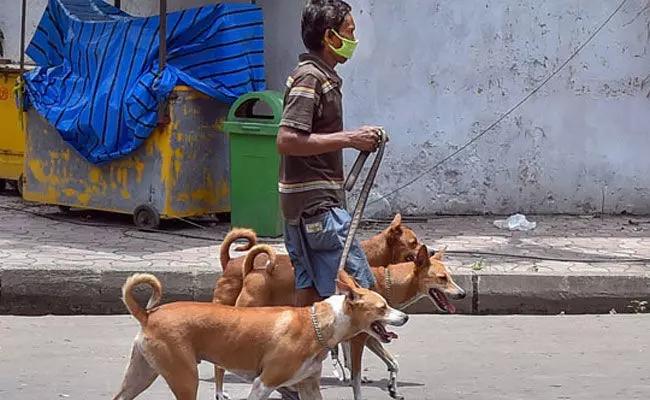11 breeds ban: డేంజర్ డాగ్స్.. 11 శునక జాతులను నిషేధించిన రాష్ట్రం.. 11 breeds ban: డేంజర్ డాగ్స్.. 11 శునక జాతులను నిషేధించిన రాష్ట్రం..