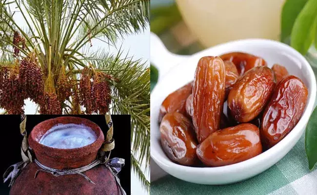 Dates Liquor: ఆరోగ్యానికి ఖర్జూర కల్లు.. డిమాండు ఫుల్లు.. Dates Liquor: ఆరోగ్యానికి ఖర్జూర కల్లు.. డిమాండు ఫుల్లు..