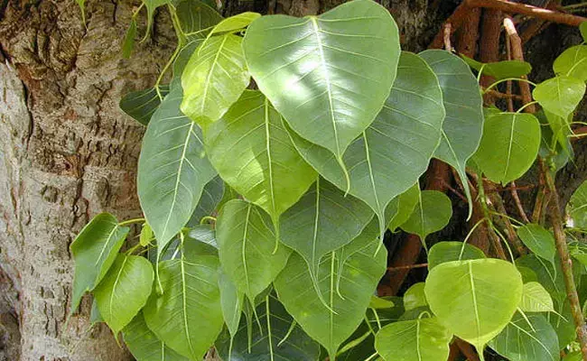 Peepal Leaf benefits: రావి ఆకుల్లో ఔషధగుణాలు.. అద్భుత ఆరోగ్య ప్రయోజనాలు..