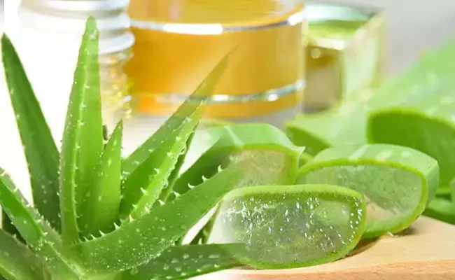 Aloe vera benefits: శీతాకాలంలో కలబంద.. చర్మానికి, జుట్టుకు అప్లై చేస్తే..