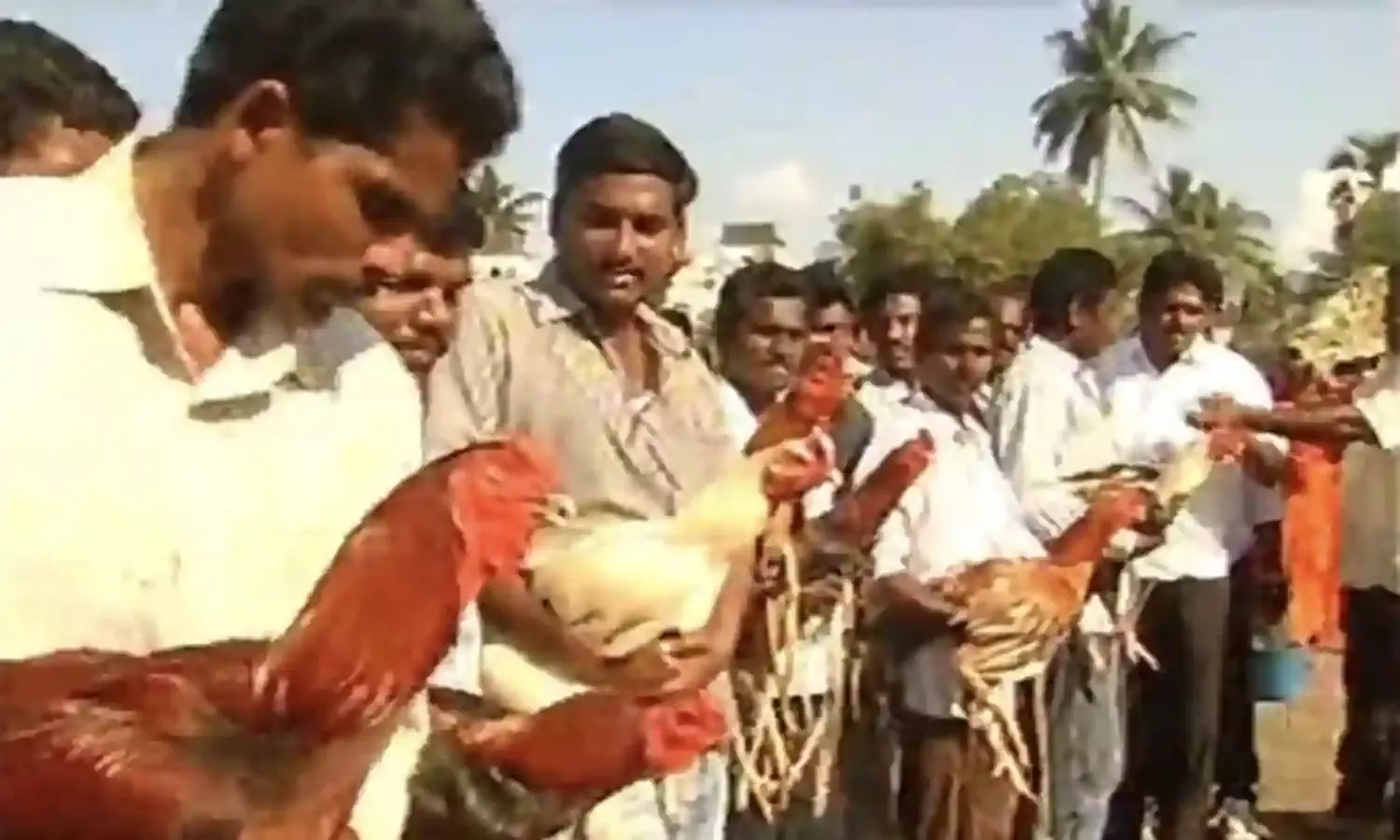 West Godavari: కోళ్ల పందేలకు రెడీ అవుతున్న గోదారోళ్లు.. West Godavari: కోళ్ల పందేలకు రెడీ అవుతున్న గోదారోళ్లు..