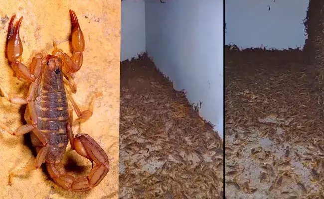 Scorpions: వామ్మో ఎన్ని తేళ్లో.. విషం ఖరీదు తెలిస్తే షాకే..