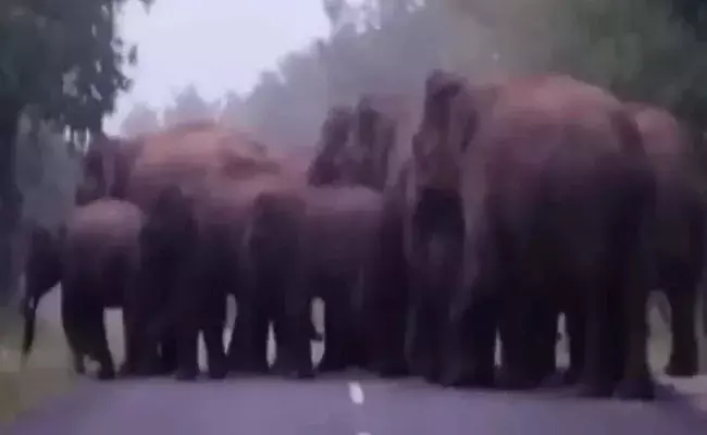 Chitoor: రోడ్డుపైకి ఏనుగుల గుంపు.. భయంతో వాహనదారులు..