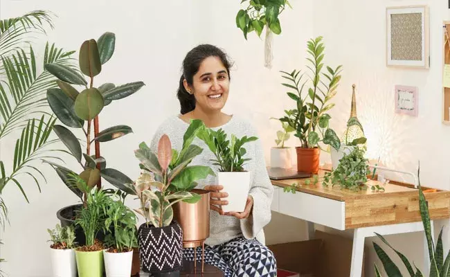 Indoor Plants: ఇండోర్ ప్లాంట్స్‌తో ఇంటికి అందం.. మనసుకి ఆహ్లాదం..