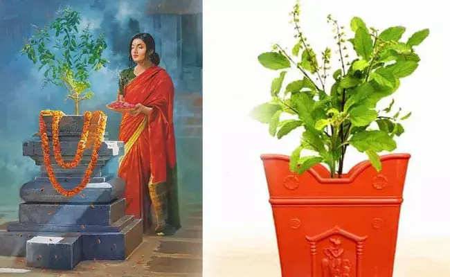 Tulsi Pujan Diwas 2022: తులసిని ఎందుకు పూజించాలి.. ప్రాముఖ్యత, పూజ విధి