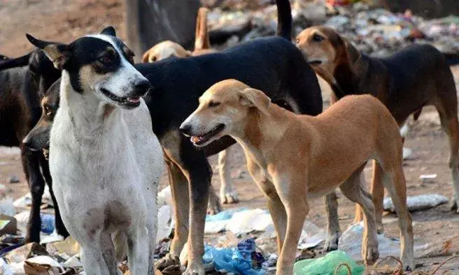 Delhi: పైశాచికం: వీధికుక్కల్ని కొట్టి చంపి... చెట్టుకు వేలాడదీసి...