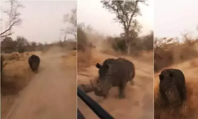 Assam: మనతో మామూలుగా ఉండదు మరి! టూరిస్టులకు చుక్కలు చూపించిన రైనో... Assam: మనతో మామూలుగా ఉండదు మరి! టూరిస్టులకు చుక్కలు చూపించిన రైనో...