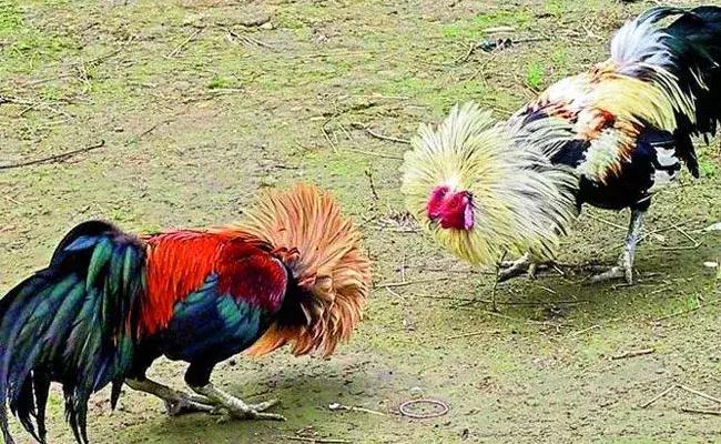 Sankranthi Special: ఆన్‌లైన్‌లో కోడిపందేలు.. లక్షల్లో బెట్టింగ్‌లు