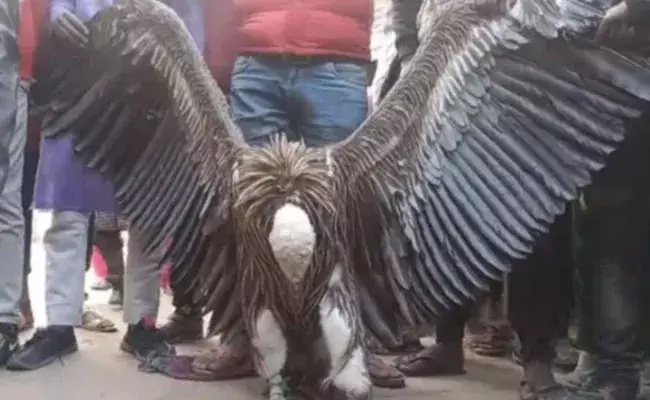 Rare Vulture: వందేళ్ల రాబందు.. కాన్పూర్‌లో కనువిందు