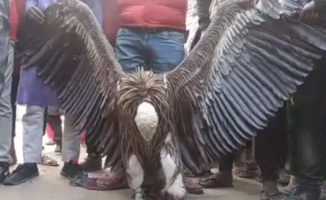 Rare Vulture: వందేళ్ల రాబందు.. కాన్పూర్లో కనువిందు Rare Vulture: వందేళ్ల రాబందు.. కాన్పూర్లో కనువిందు