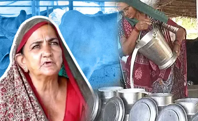 Gujarath: బామ్మగారి పాల వ్యాపారం.. ఏడాదికి కోటి రూపాయల ఆదాయం.. Gujarath: బామ్మగారి పాల వ్యాపారం.. ఏడాదికి కోటి రూపాయల ఆదాయం..