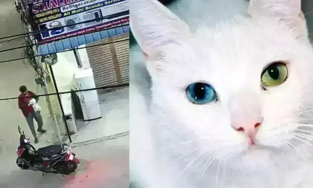 Vanasthalipuram: పిల్లిని ఎత్తుకెళ్లారు... కెమెరా కంటికి చిక్కారు Vanasthalipuram: పిల్లిని ఎత్తుకెళ్లారు... కెమెరా కంటికి చిక్కారు