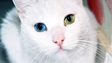 Hyderabad : పిల్లి దొరికింది...