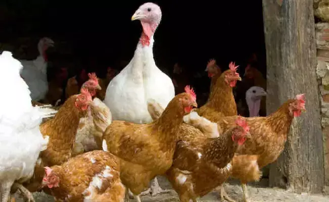Kozhikode: పౌల్ట్రీ ఫామ్లో బర్డ్ ఫ్లూ.. 1800 కోళ్లు మృత్యువాత Kozhikode: పౌల్ట్రీ ఫామ్లో బర్డ్ ఫ్లూ.. 1800 కోళ్లు మృత్యువాత